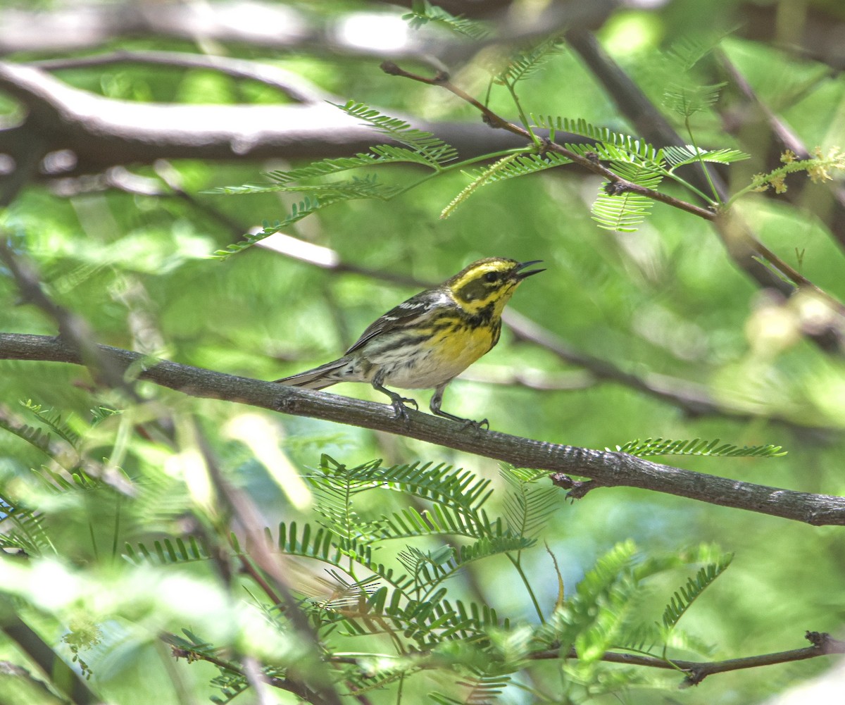 Townsend's Warbler - Geoff Wyszynski