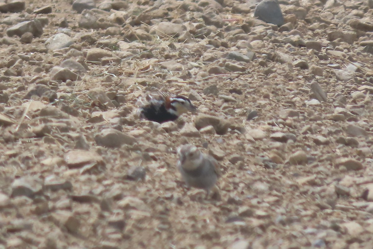 Thick-billed Longspur - Mike Lesnik