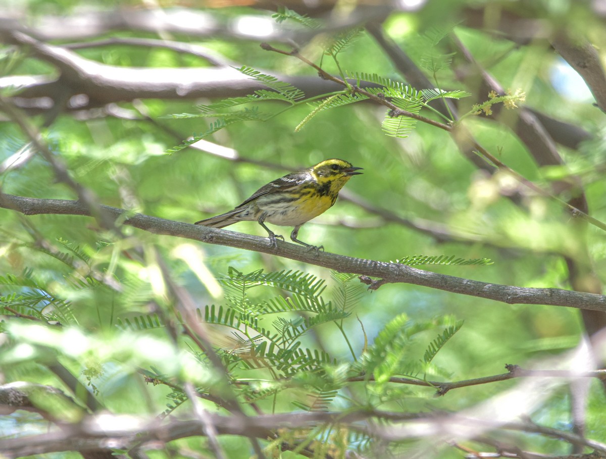 Townsend's Warbler - Geoff Wyszynski