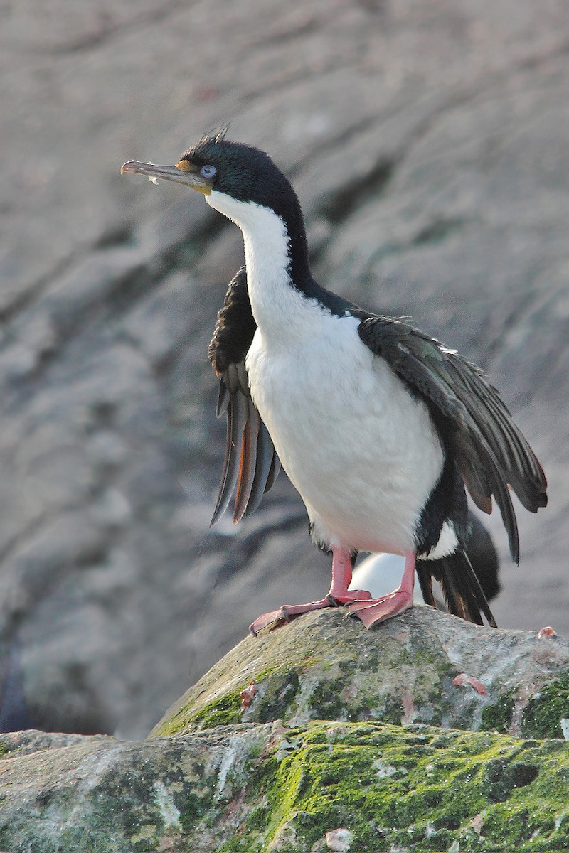 Imperial Cormorant - Adrián Braidotti