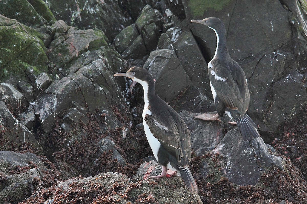 Imperial Cormorant - Adrián Braidotti