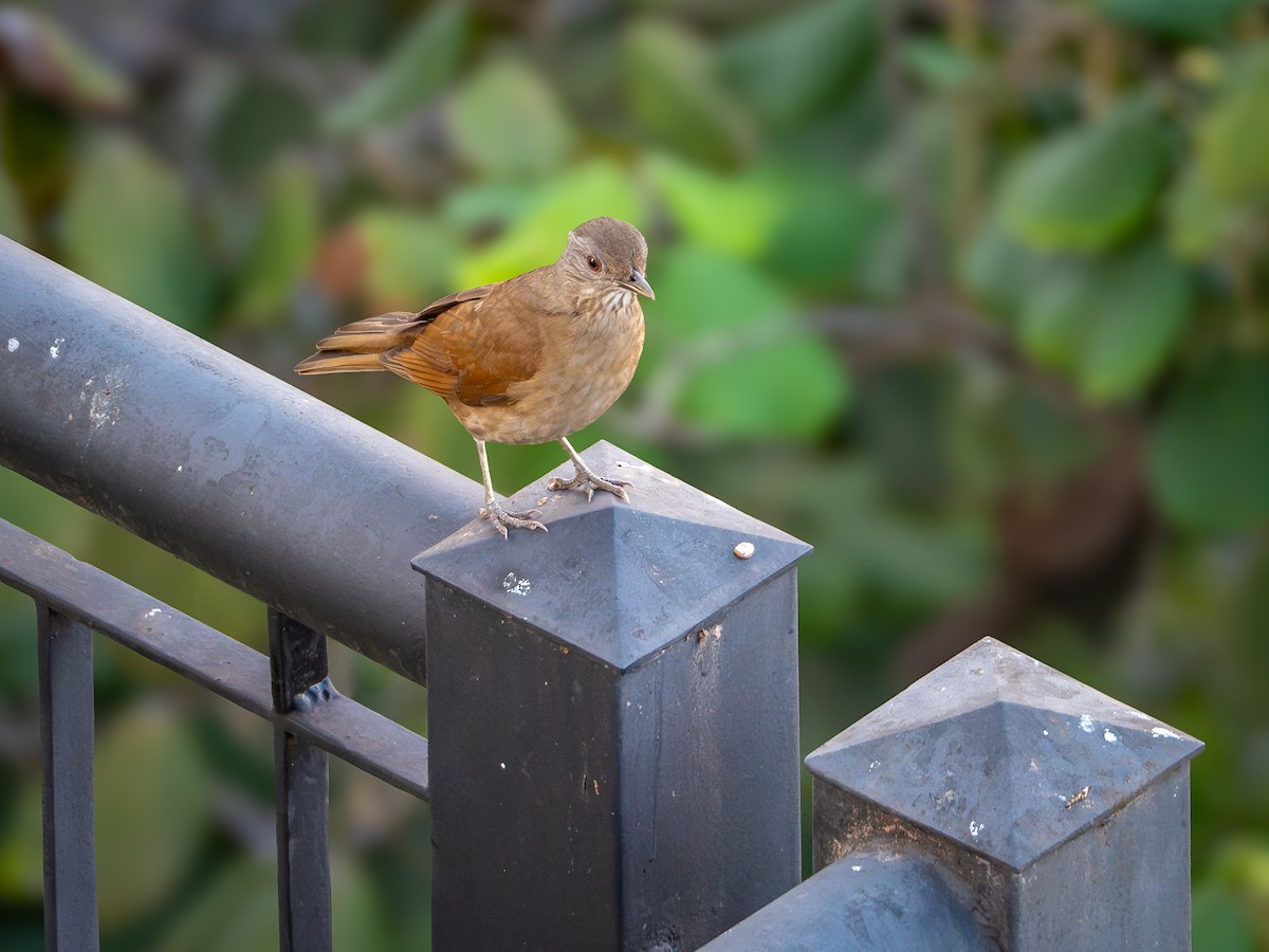 Pale-breasted Thrush - Vitor Rolf Laubé