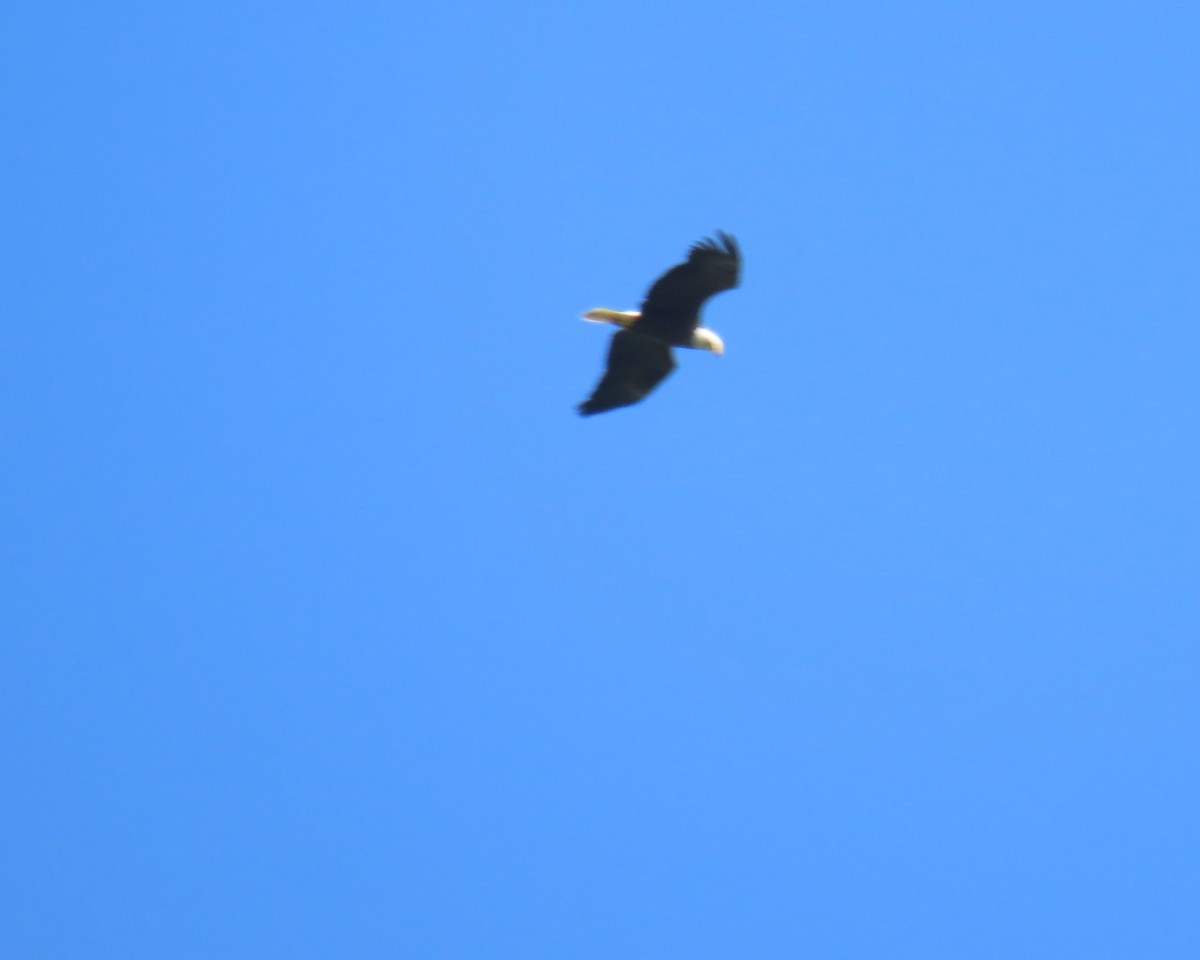 Bald Eagle - Maryangela Buskey