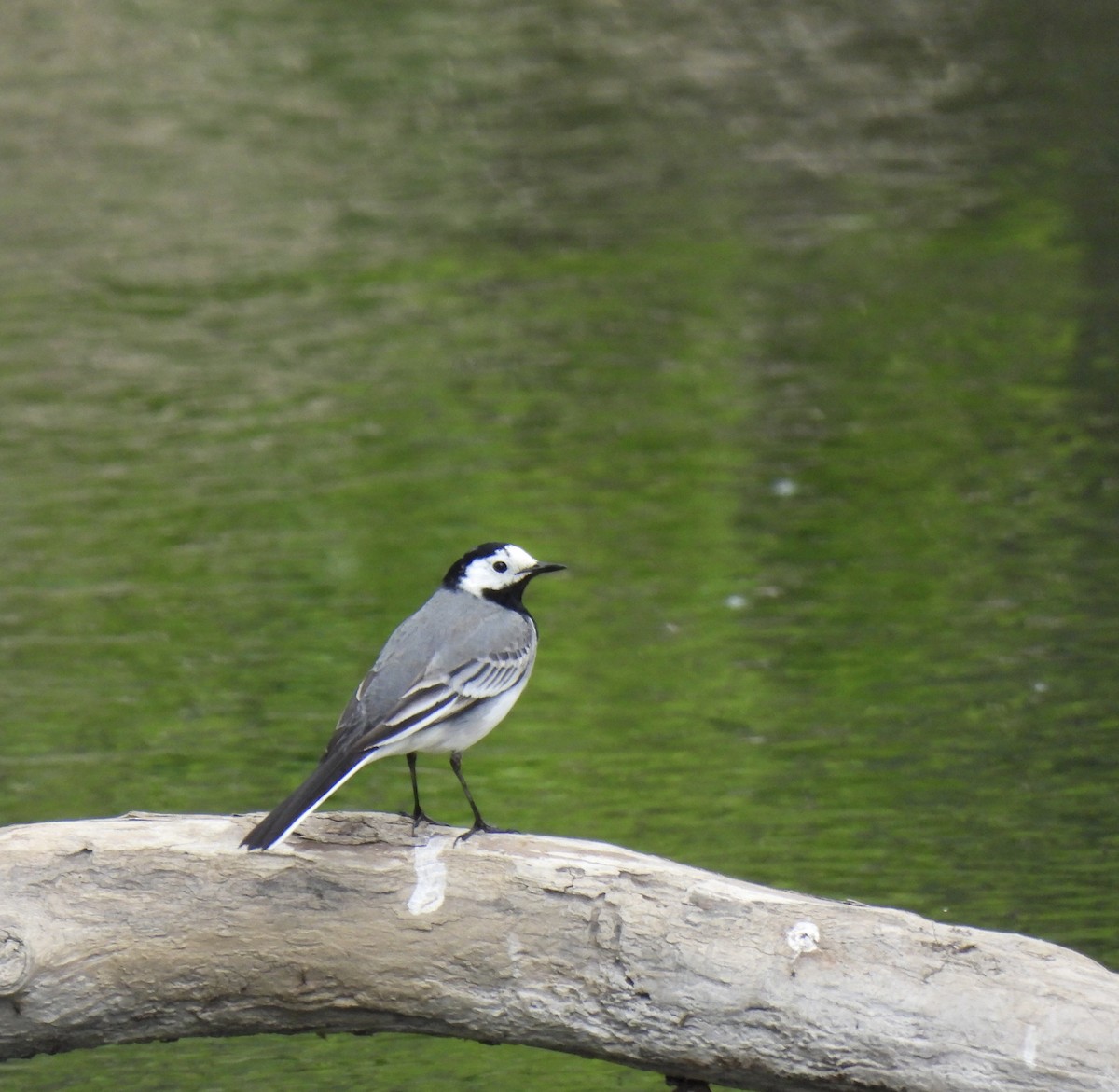 White Wagtail - pierre geoffray