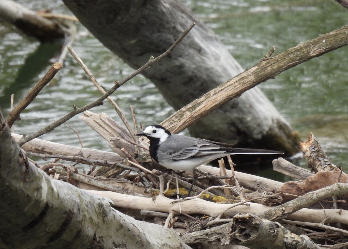 White Wagtail - pierre geoffray