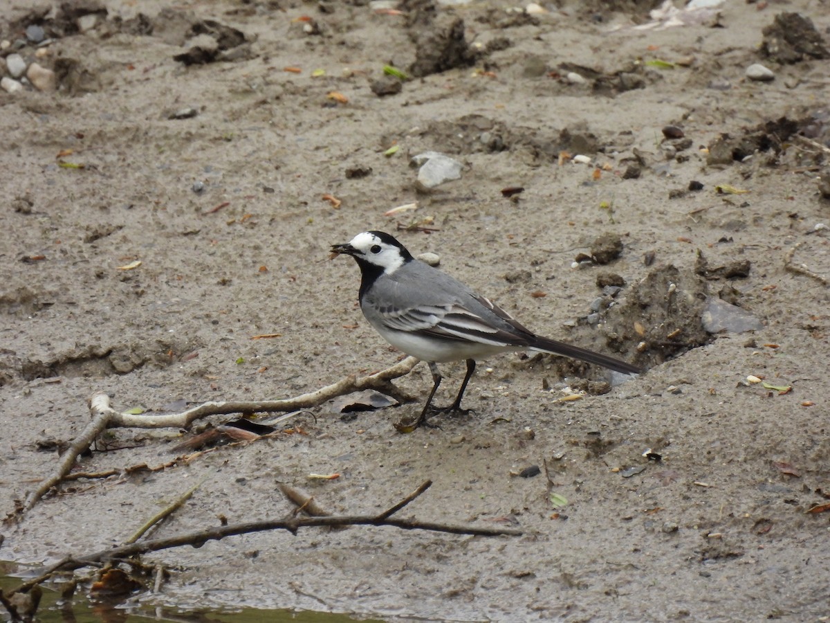 White Wagtail - pierre geoffray