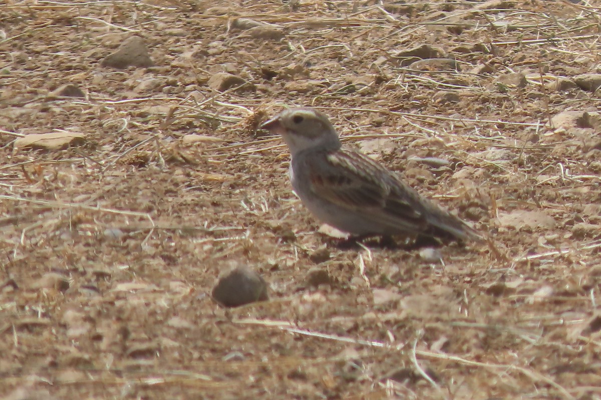 Thick-billed Longspur - Mike Lesnik