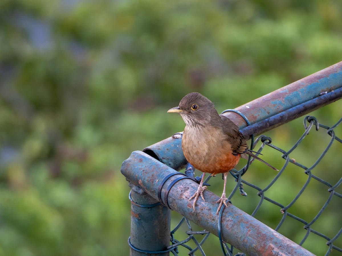 Rufous-bellied Thrush - Vitor Rolf Laubé