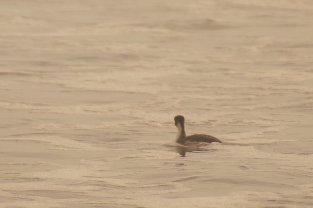 Silvery Grebe - Rodrigo Jorquera Gonzalez