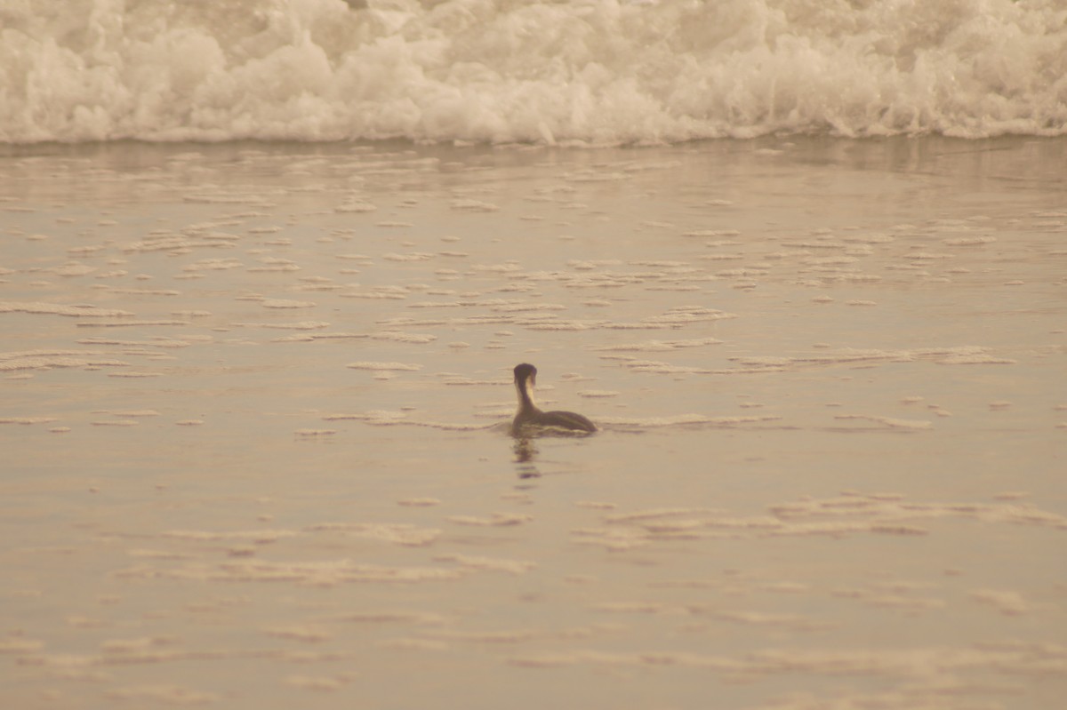 Silvery Grebe - Rodrigo Jorquera Gonzalez