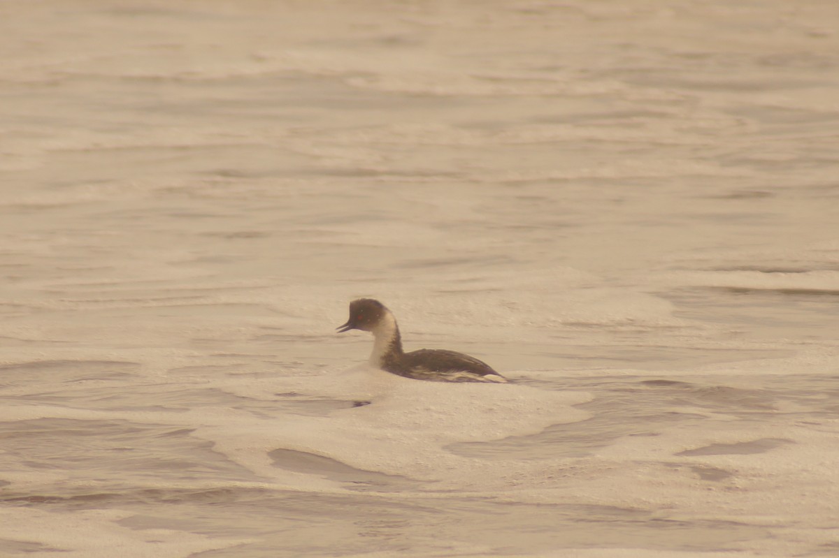 Silvery Grebe - Rodrigo Jorquera Gonzalez