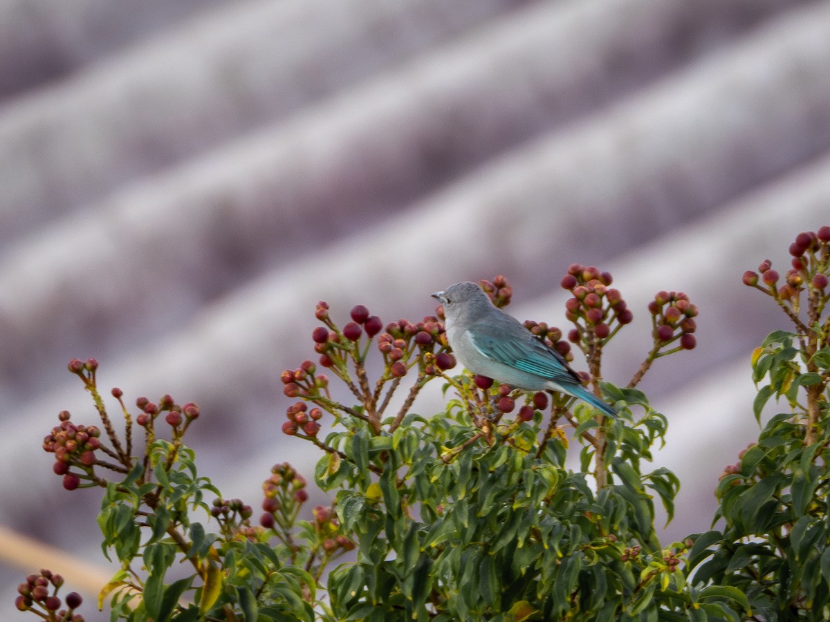 Sayaca Tanager - Vitor Rolf Laubé