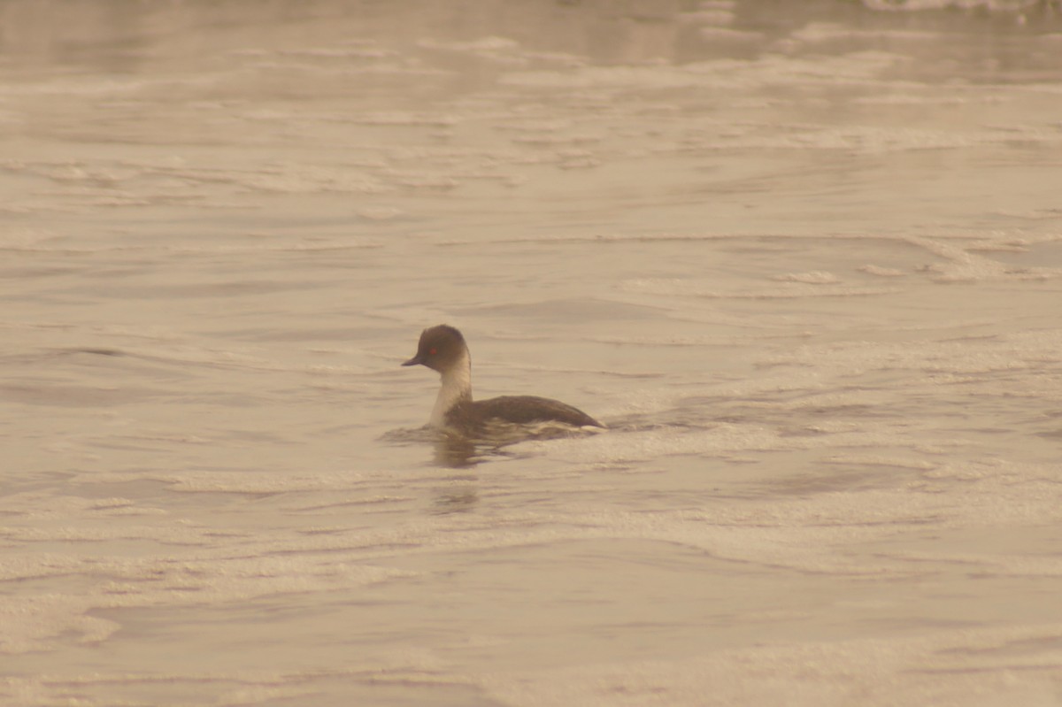 Silvery Grebe - Rodrigo Jorquera Gonzalez