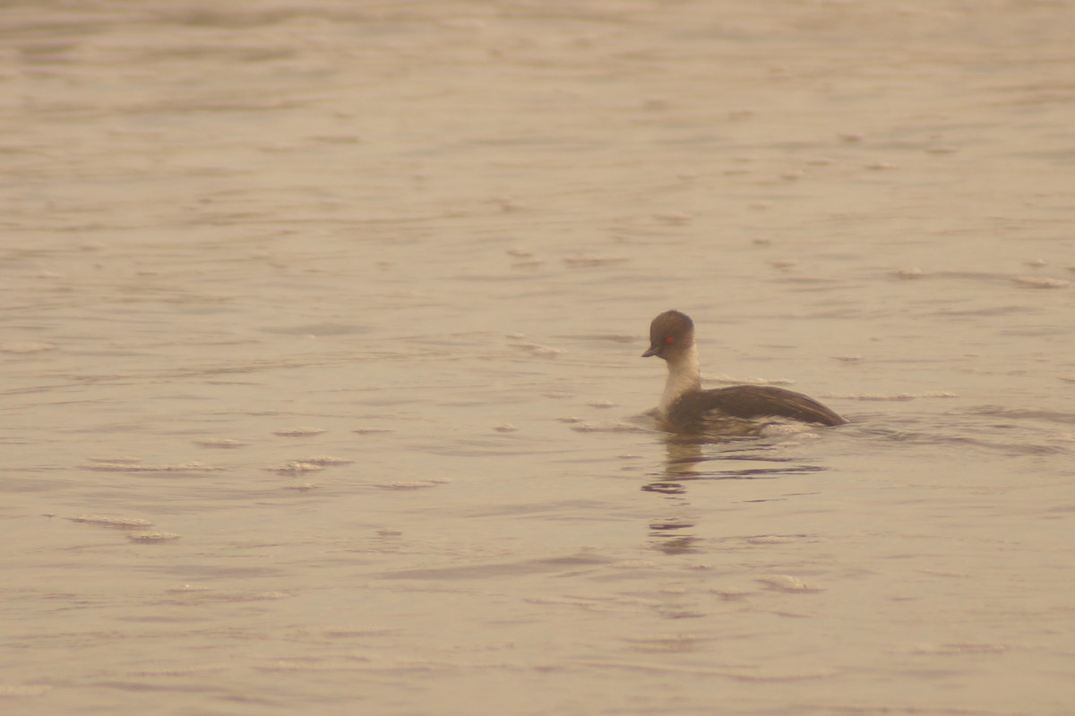 Silvery Grebe - Rodrigo Jorquera Gonzalez