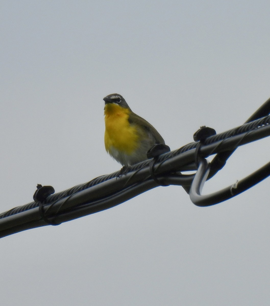 Yellow-breasted Chat - Robert Ducham