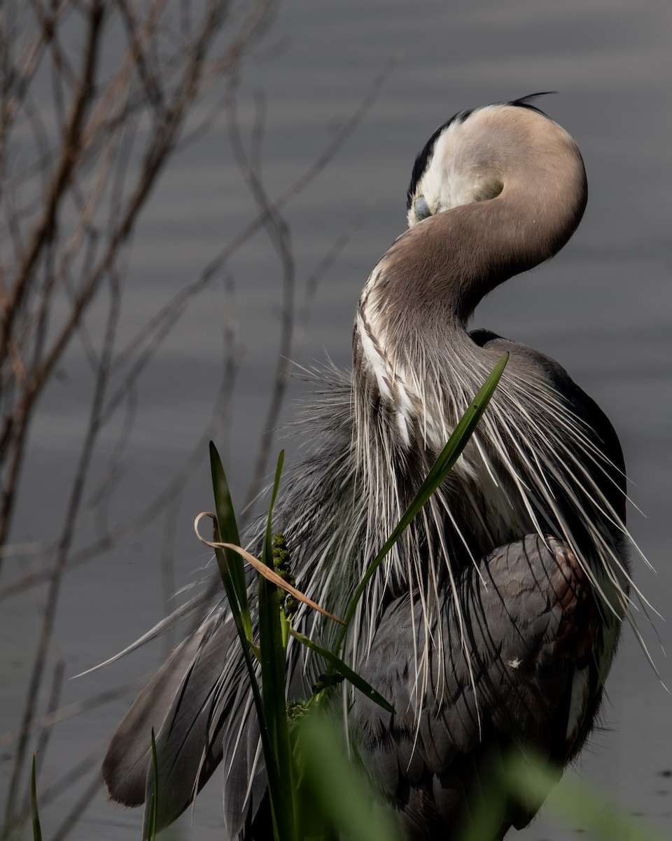 Great Blue Heron - Marilyn Ogof