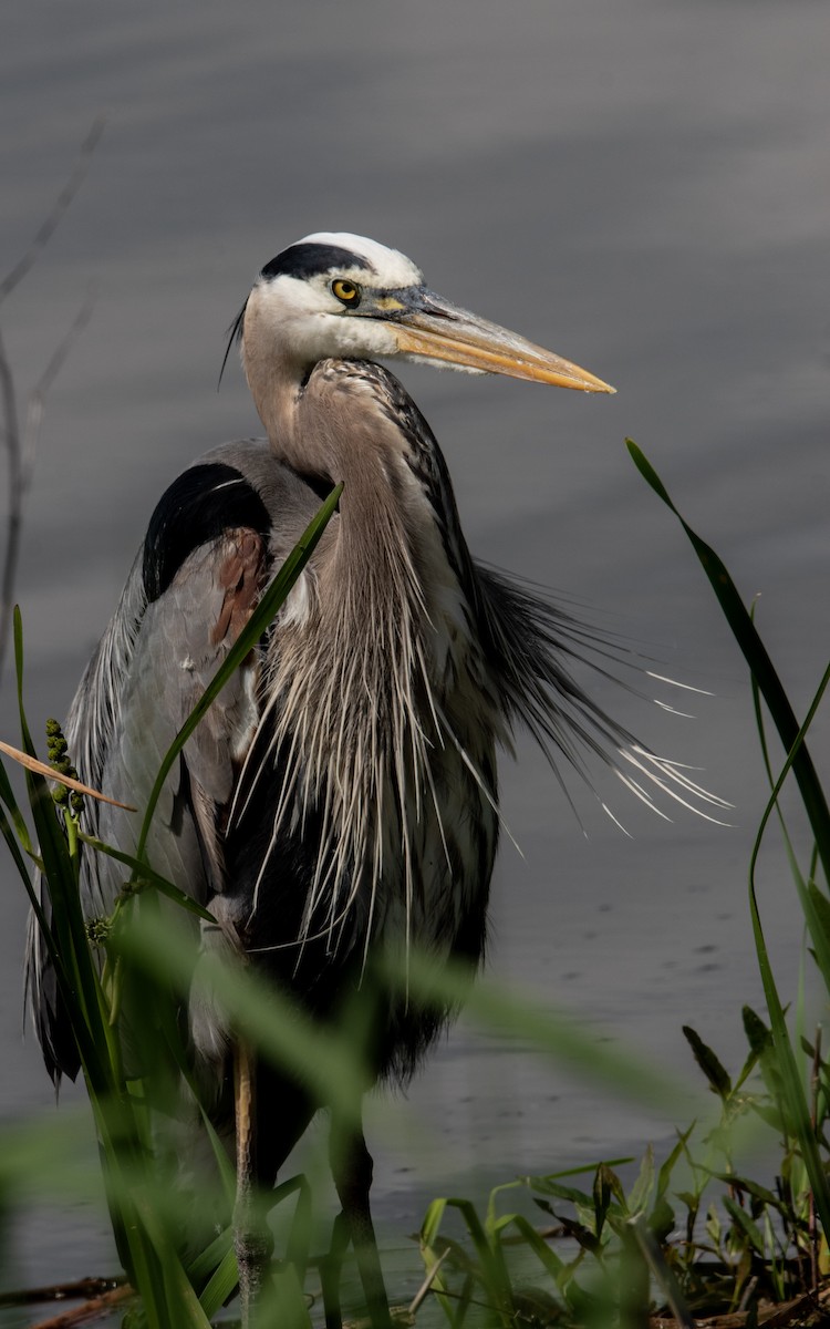 Great Blue Heron - Marilyn Ogof