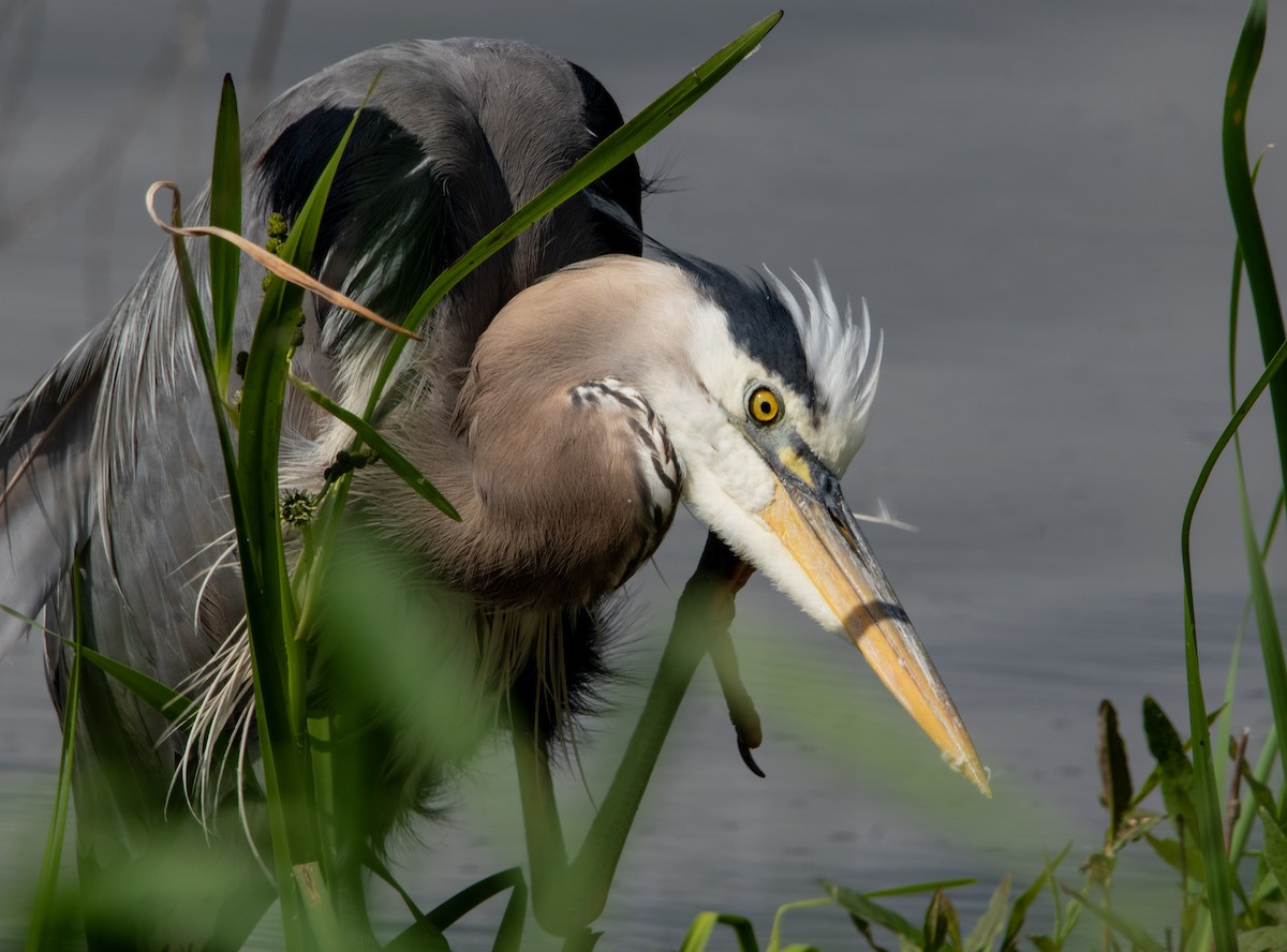 Great Blue Heron - Marilyn Ogof