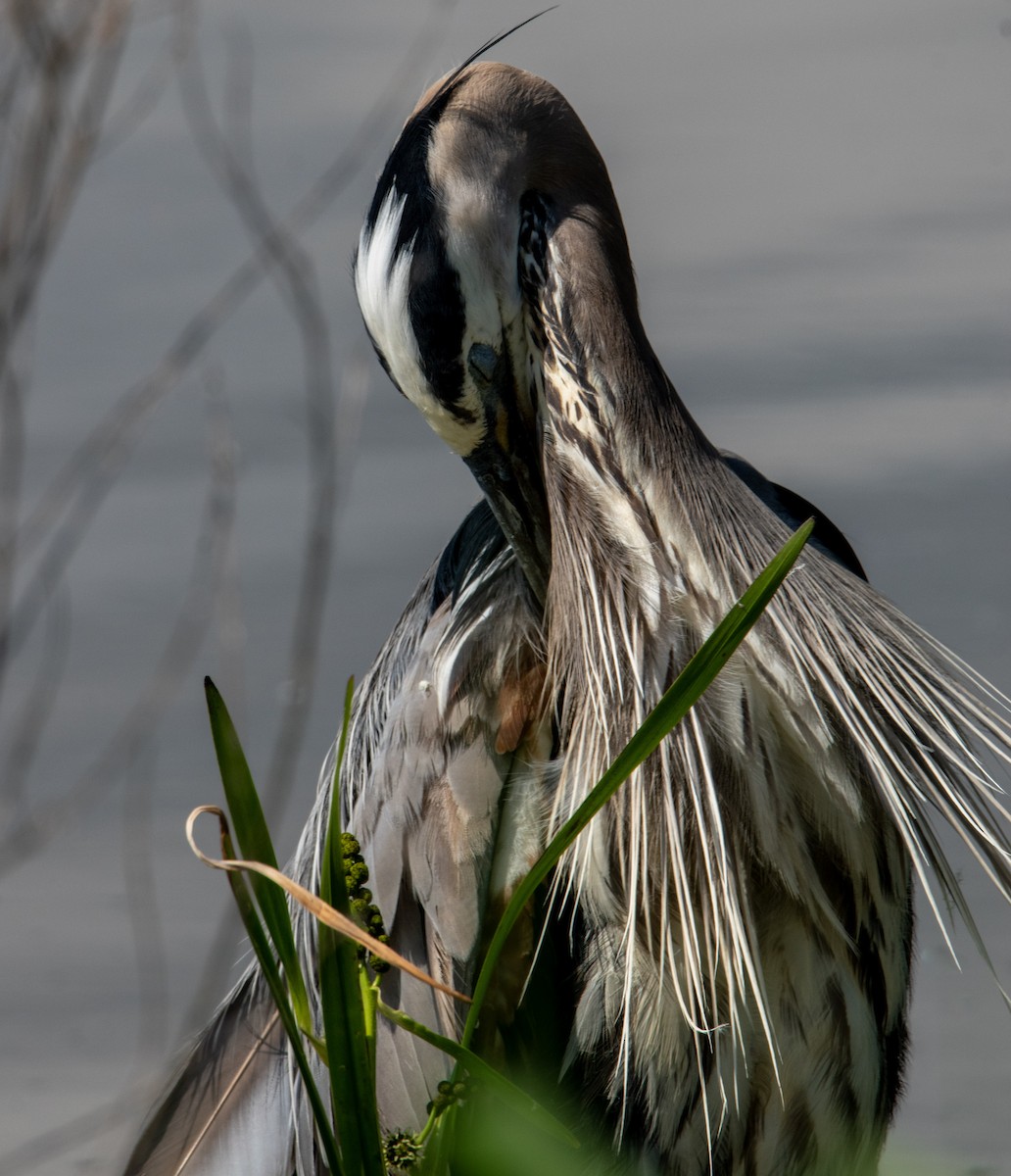 Great Blue Heron - Marilyn Ogof