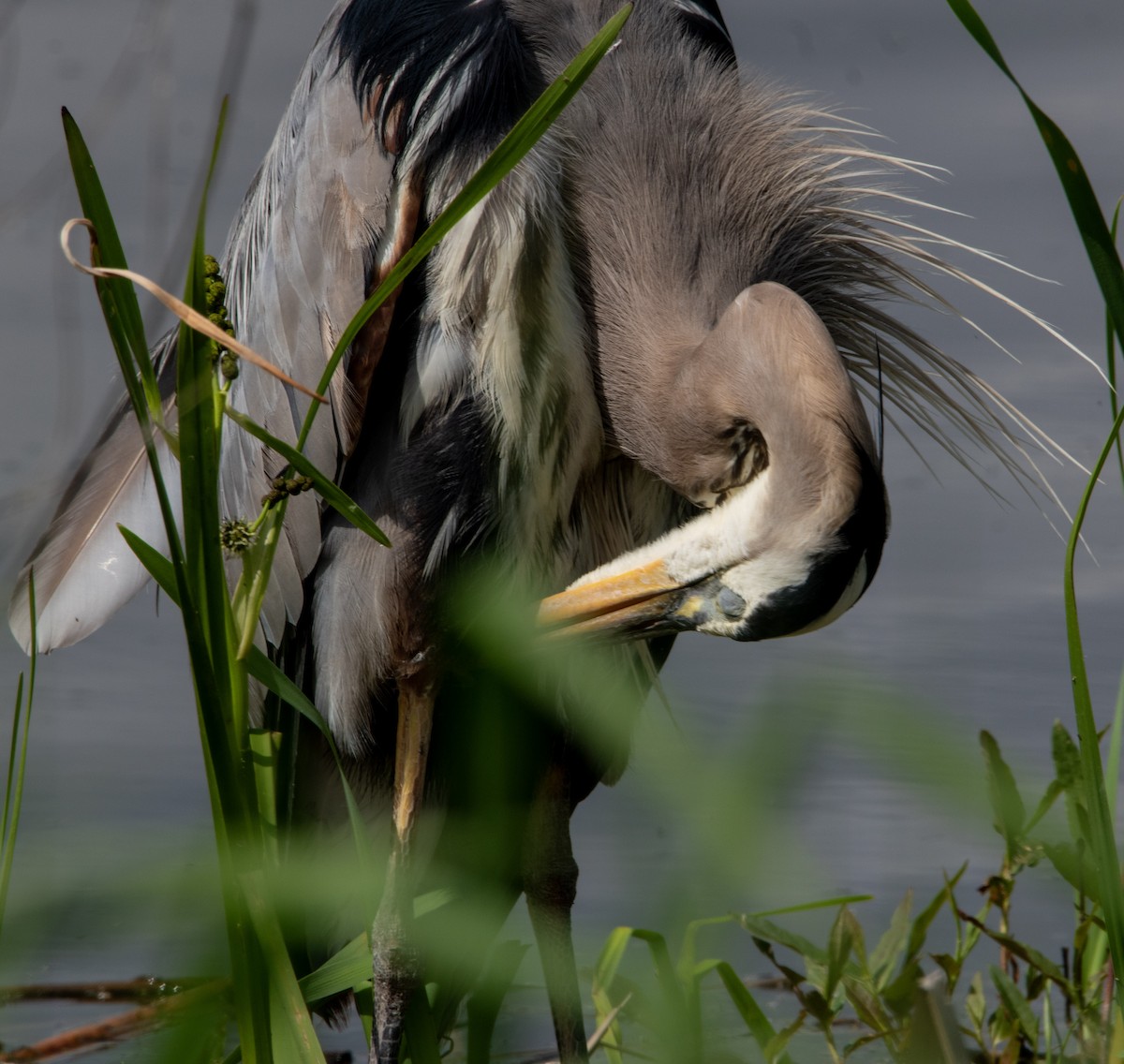 Great Blue Heron - Marilyn Ogof