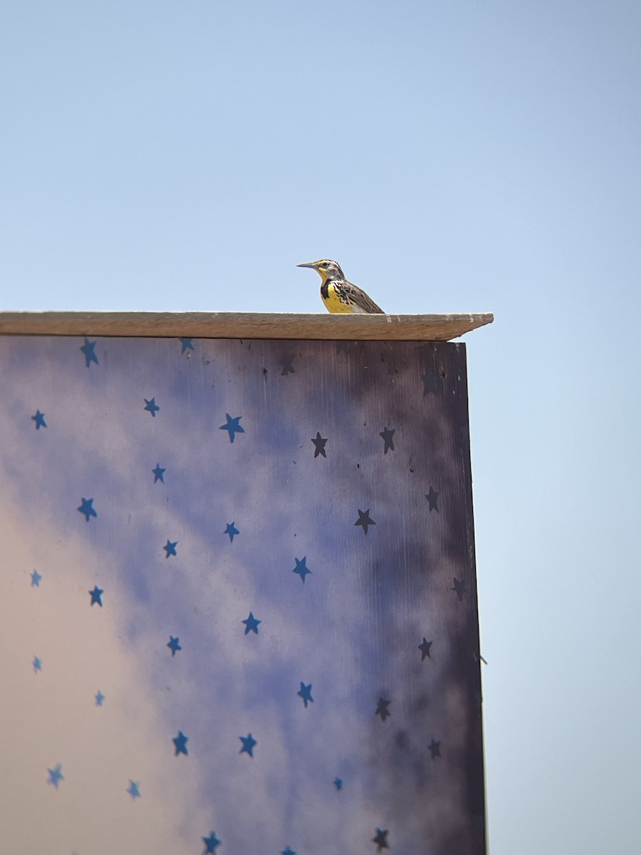 Western Meadowlark - Brandon Bogner