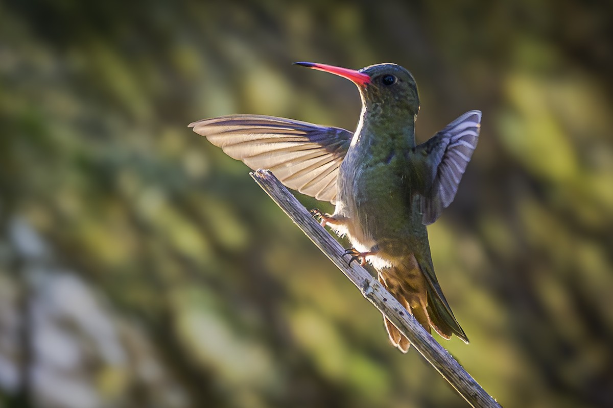 Gilded Hummingbird - Amed Hernández