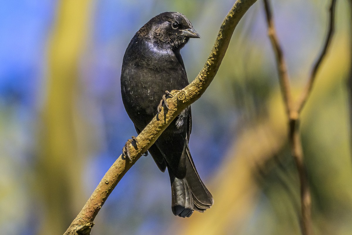 Shiny Cowbird - Amed Hernández