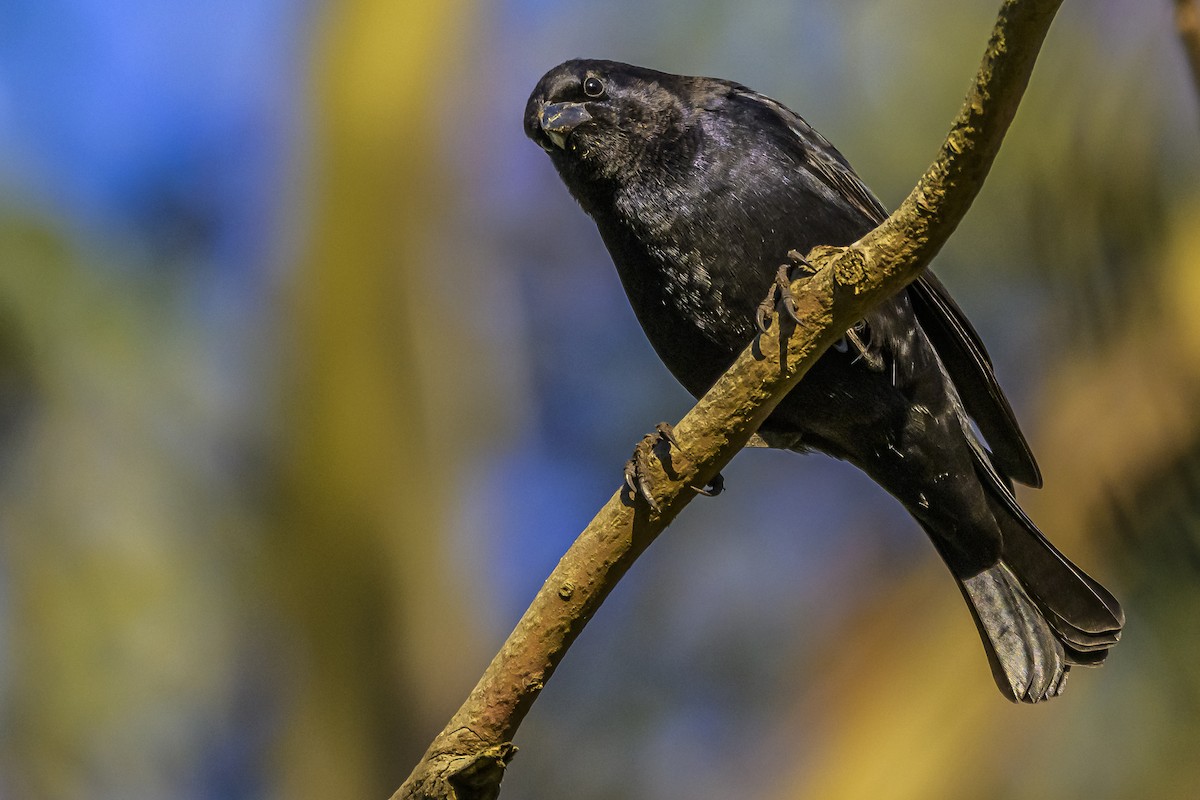 Shiny Cowbird - Amed Hernández