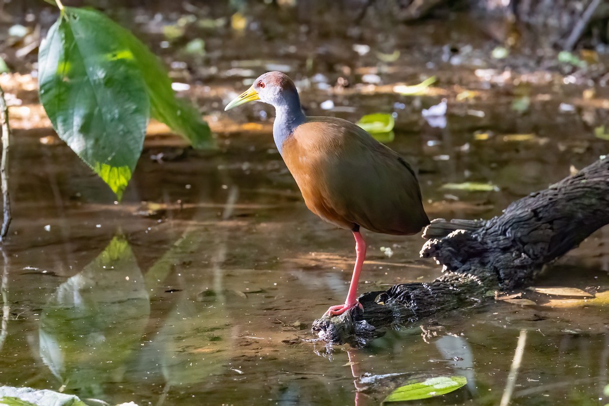 Russet-naped Wood-Rail - Chris S. Wood