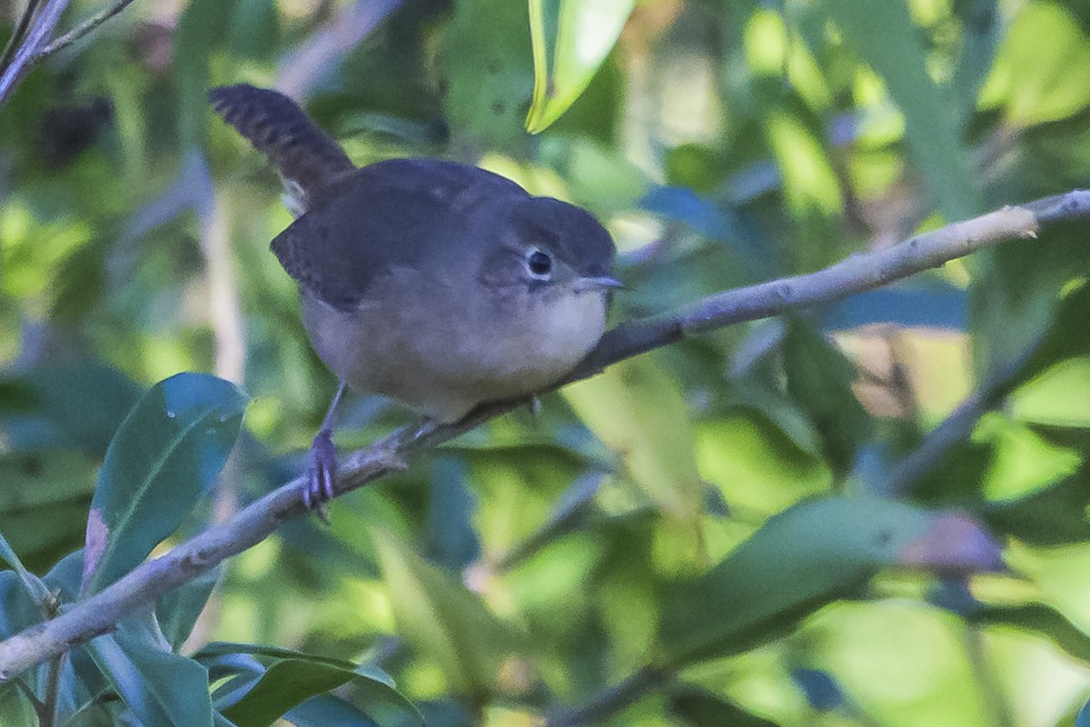 House Wren - Amed Hernández