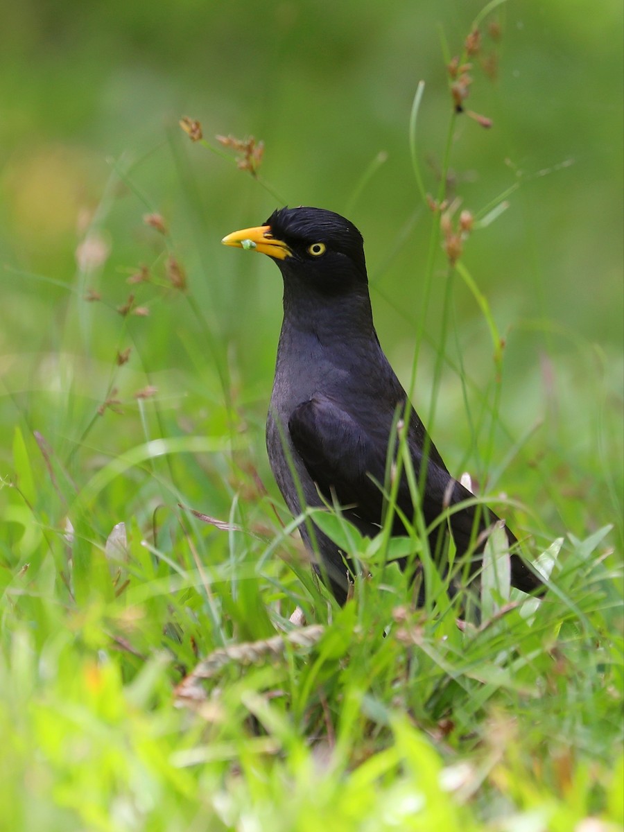 Javan Myna - Matthias Alberti