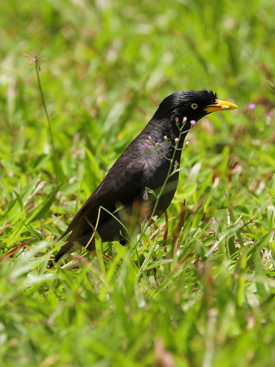 Javan Myna - Matthias Alberti