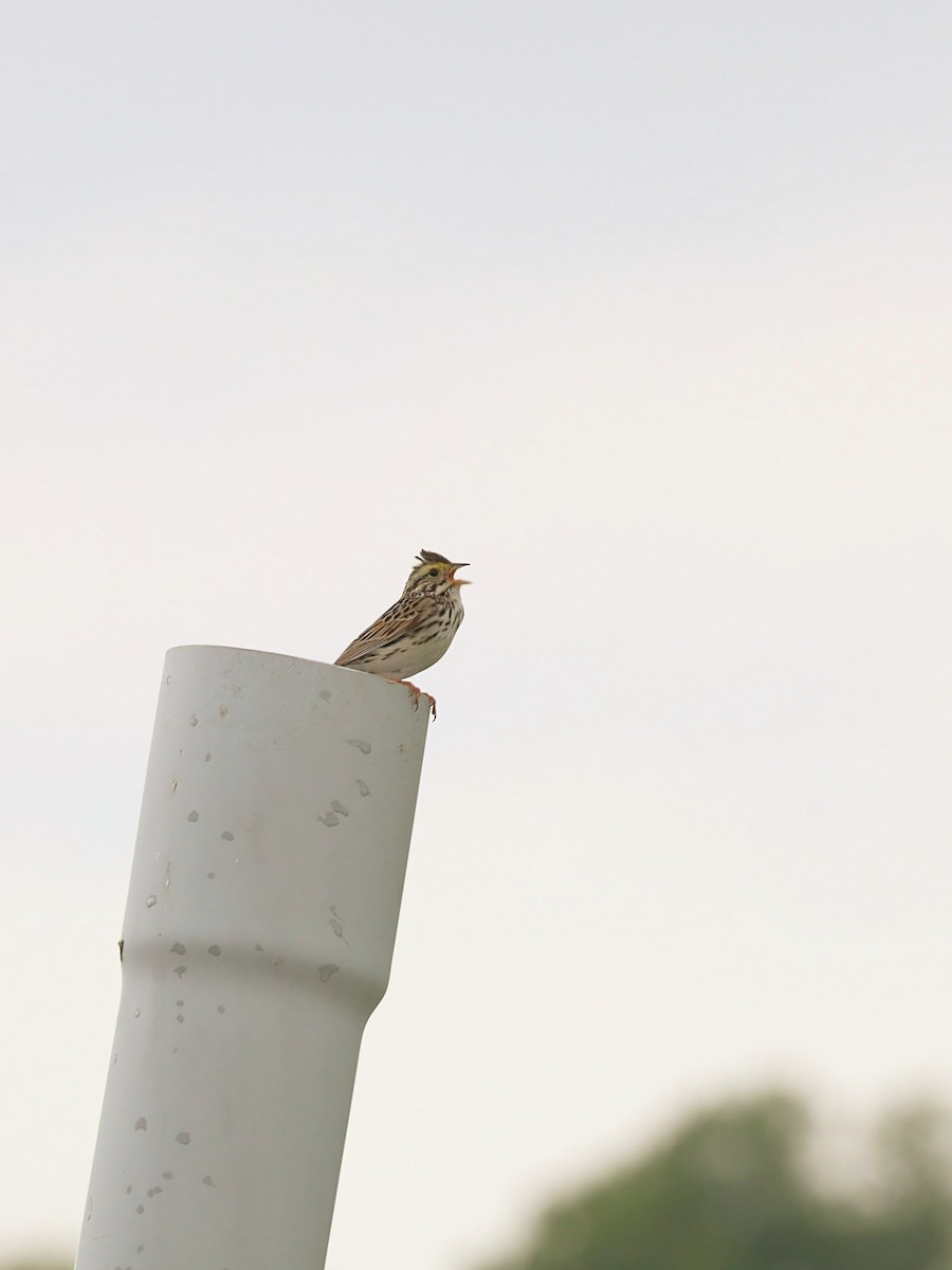 Savannah Sparrow - Nolan Kerr