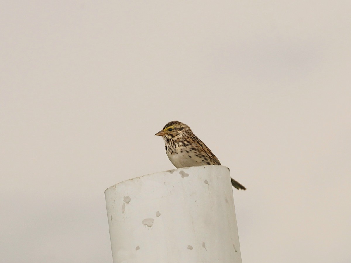Savannah Sparrow - ML619491155