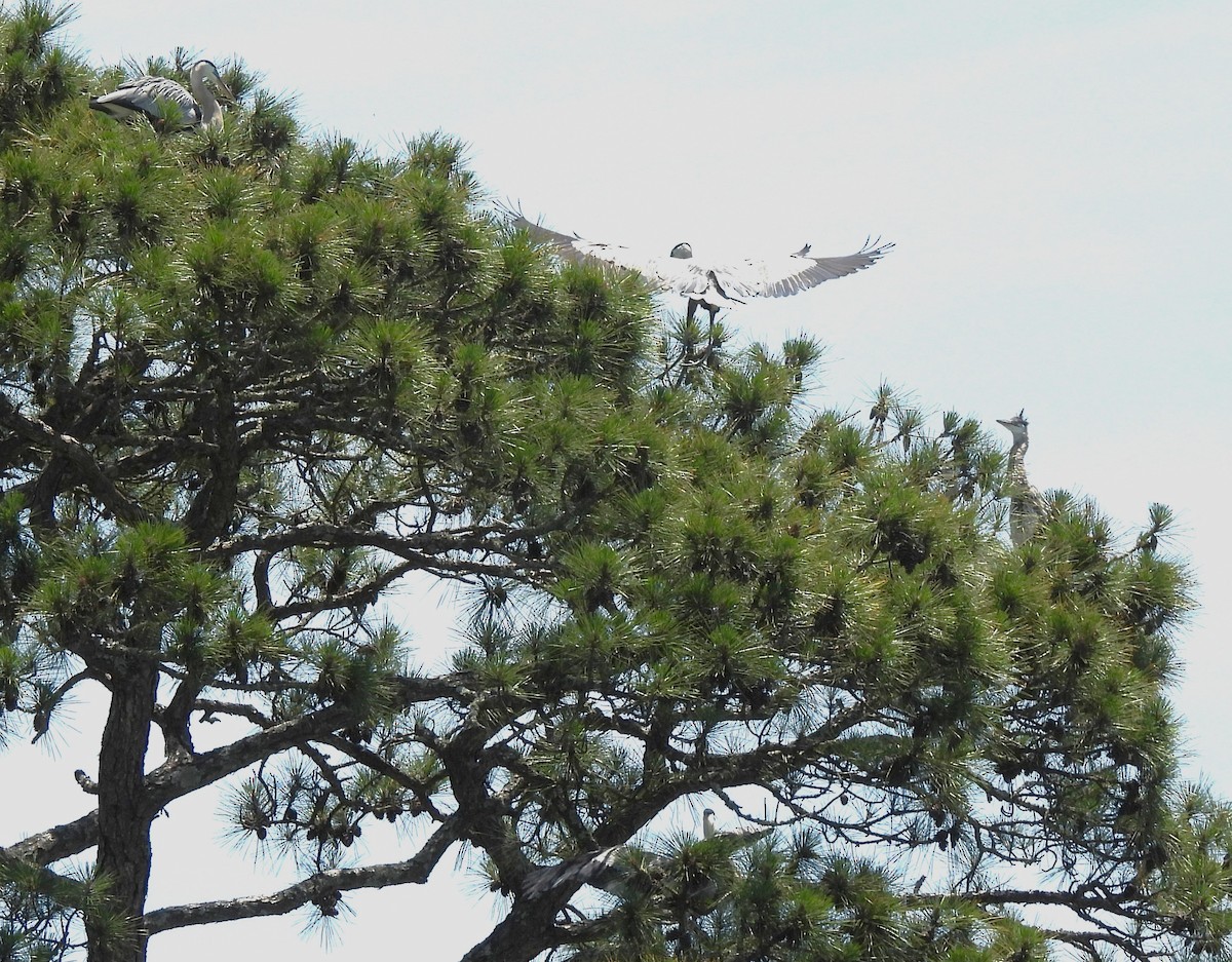 Great Blue Heron - Carol Porch