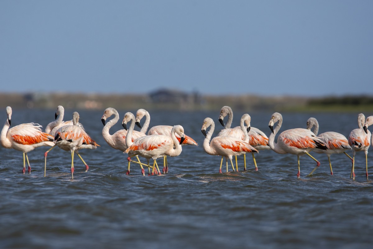 Chilean Flamingo - Caio Osoegawa