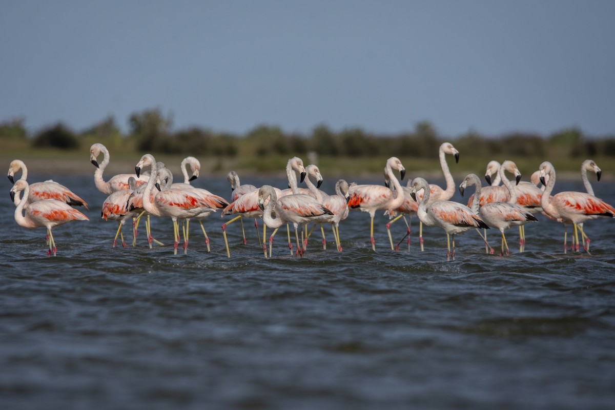 Chilean Flamingo - Caio Osoegawa