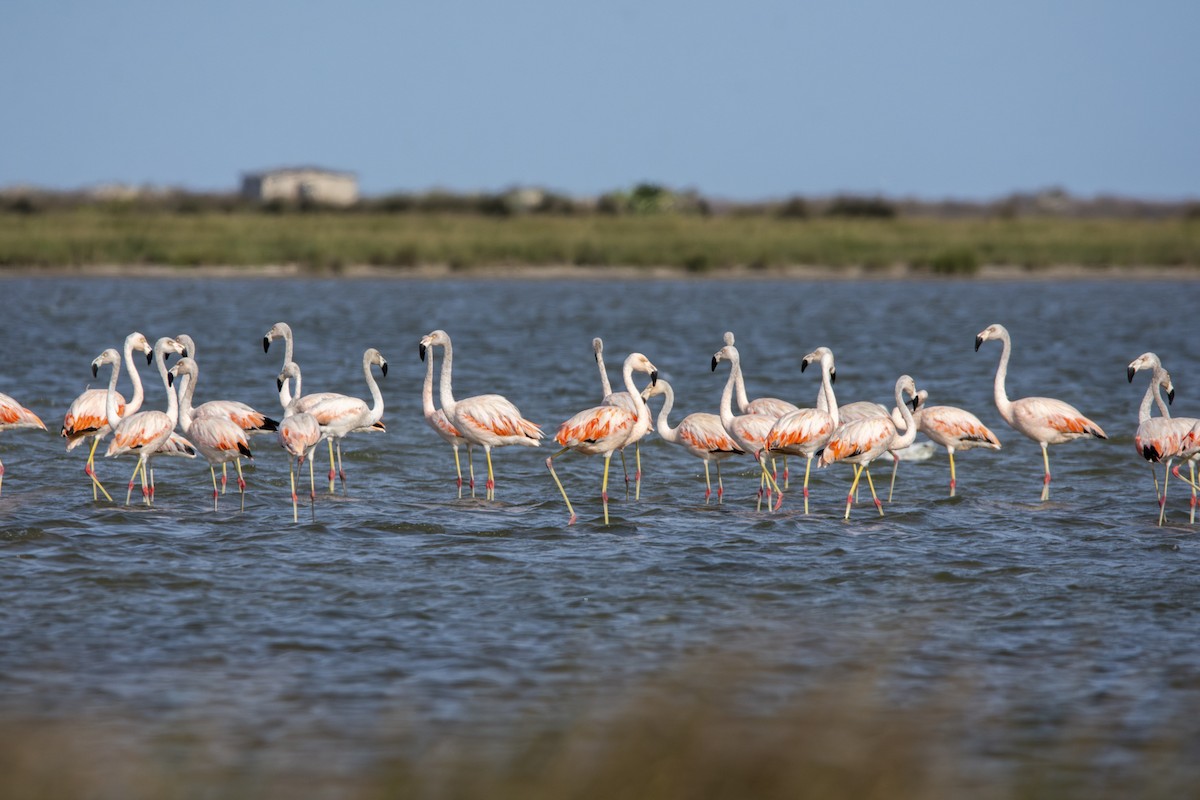 Chilean Flamingo - Caio Osoegawa