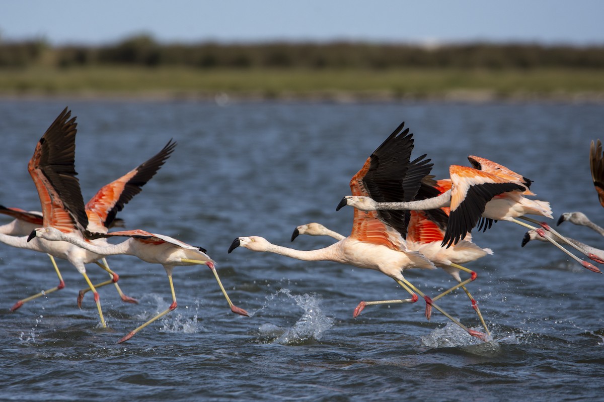 Chilean Flamingo - Caio Osoegawa