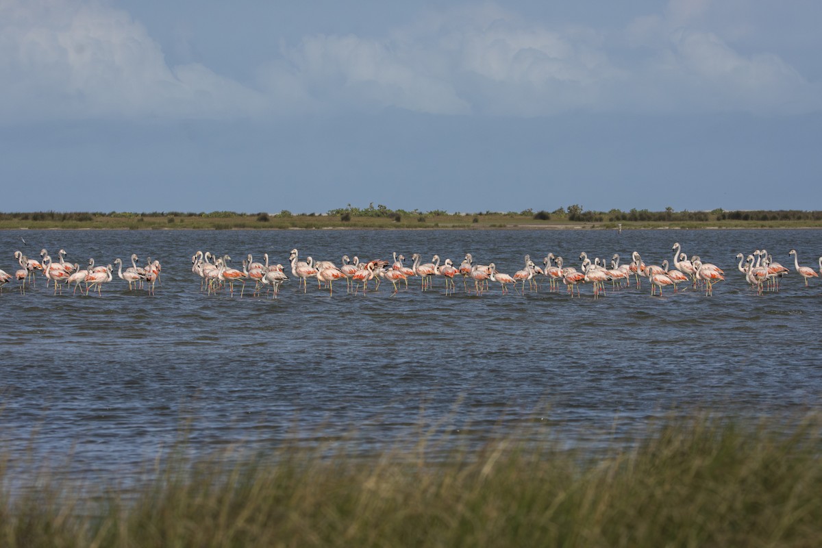 Chilean Flamingo - ML619491170