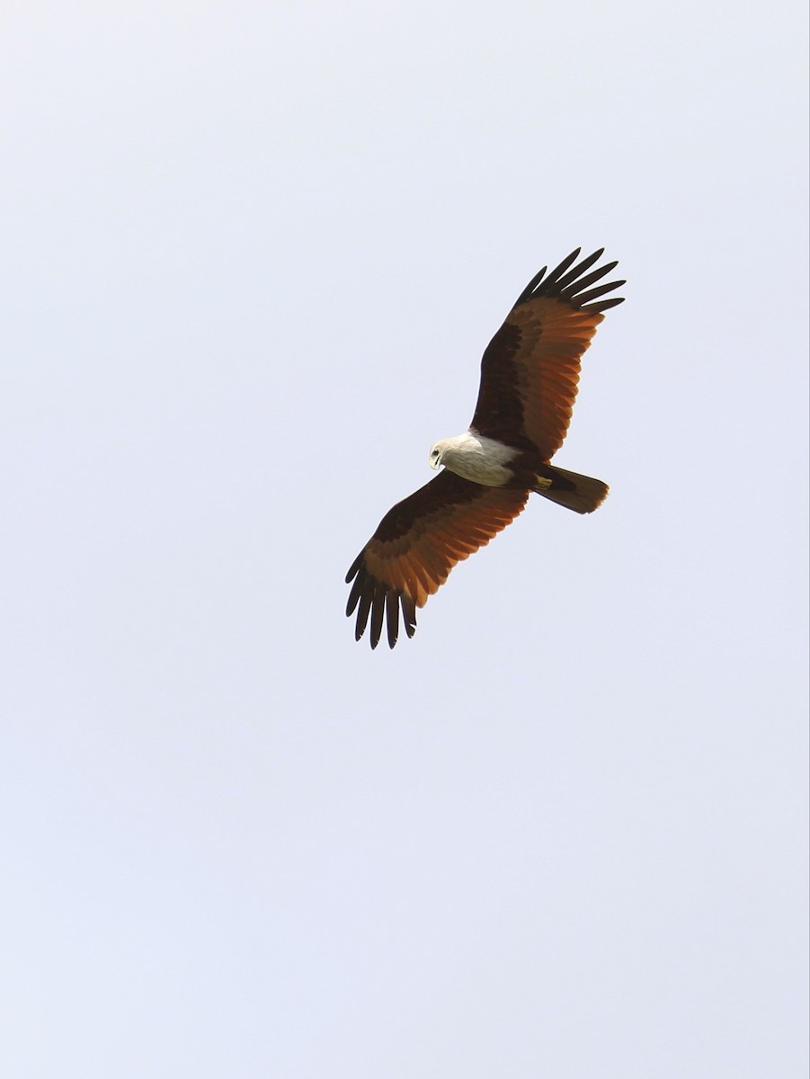 Brahminy Kite - Matthias Alberti