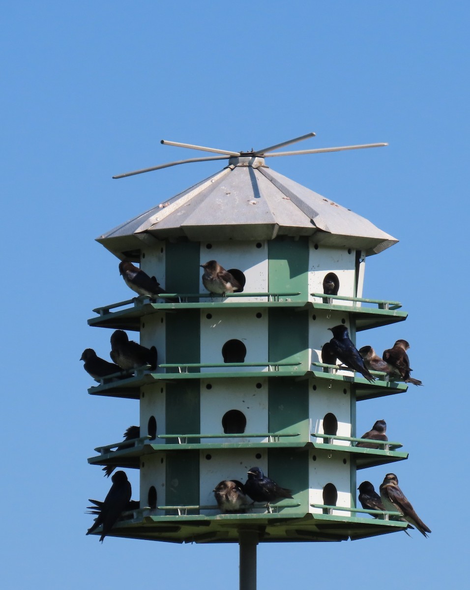 Purple Martin - Maryangela Buskey