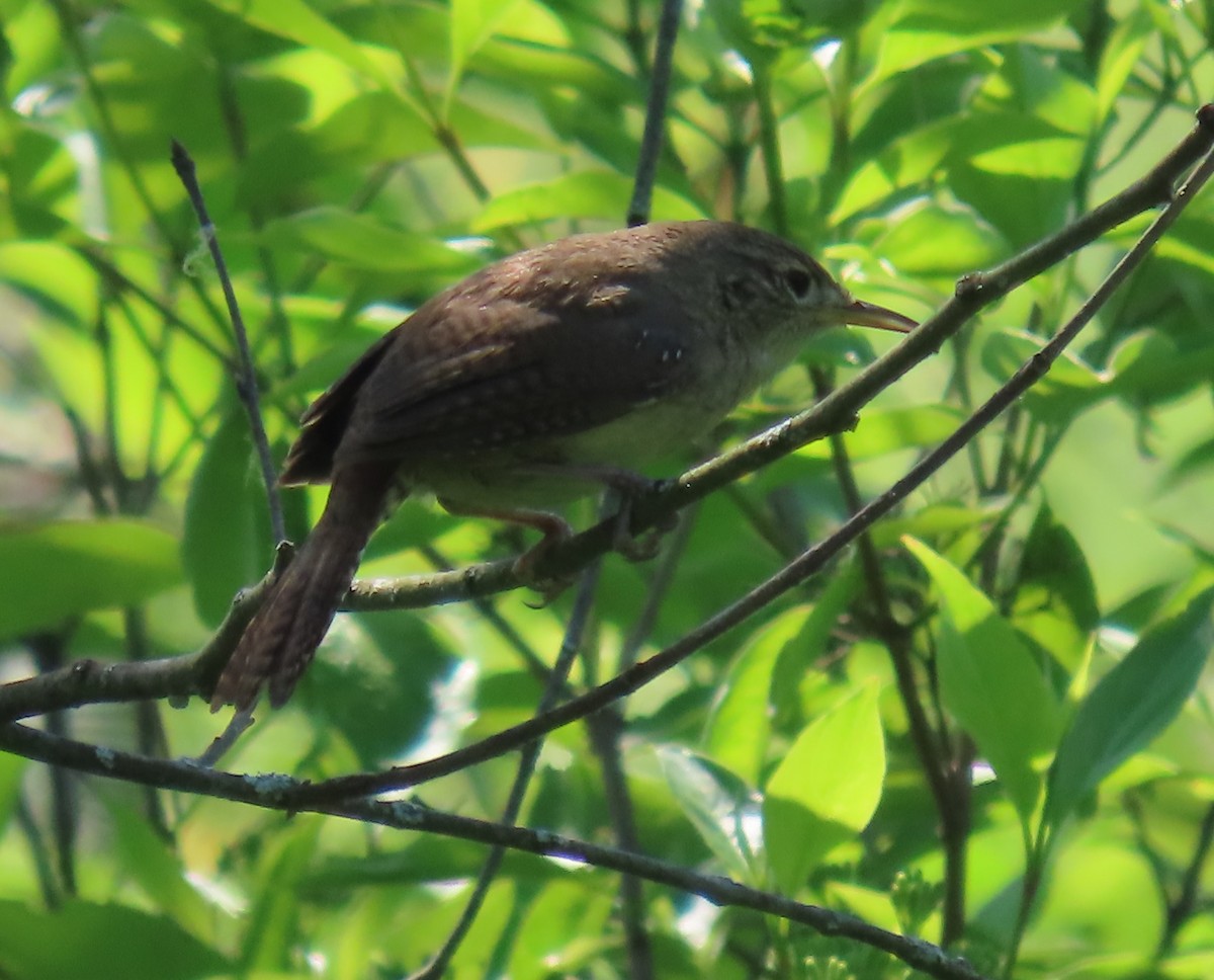 House Wren - Maryangela Buskey