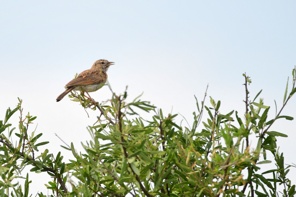 Fawn-colored Lark - Cole Penning