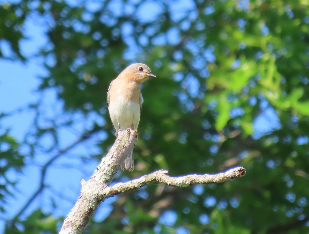 Eastern Bluebird - Maryangela Buskey