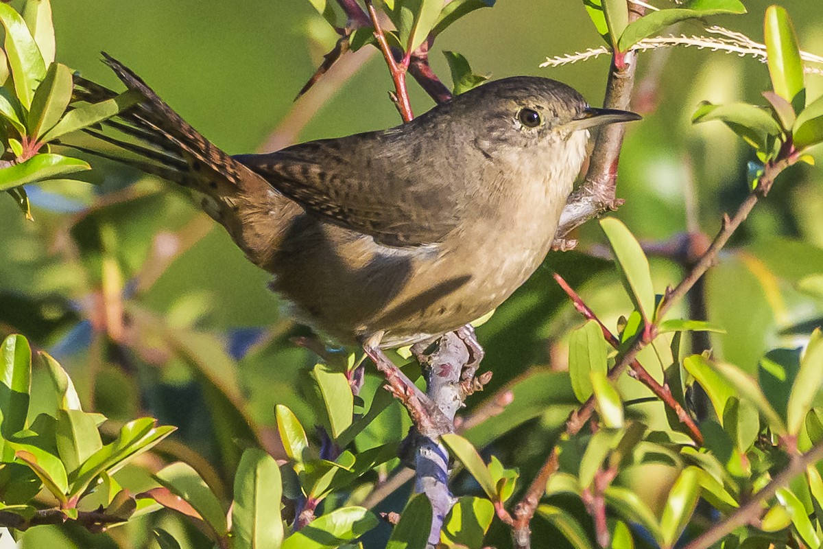 House Wren - Amed Hernández