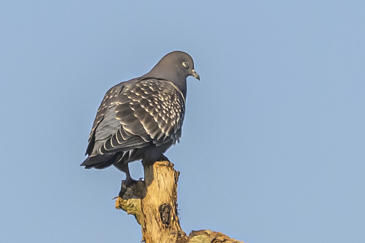 Spot-winged Pigeon - Amed Hernández