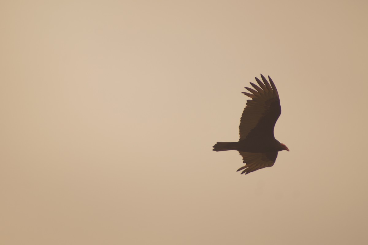 Turkey Vulture - Rodrigo Jorquera Gonzalez