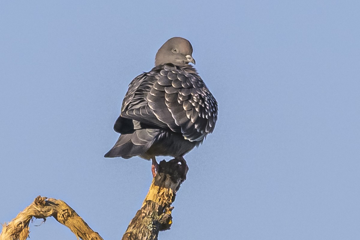 Spot-winged Pigeon - Amed Hernández