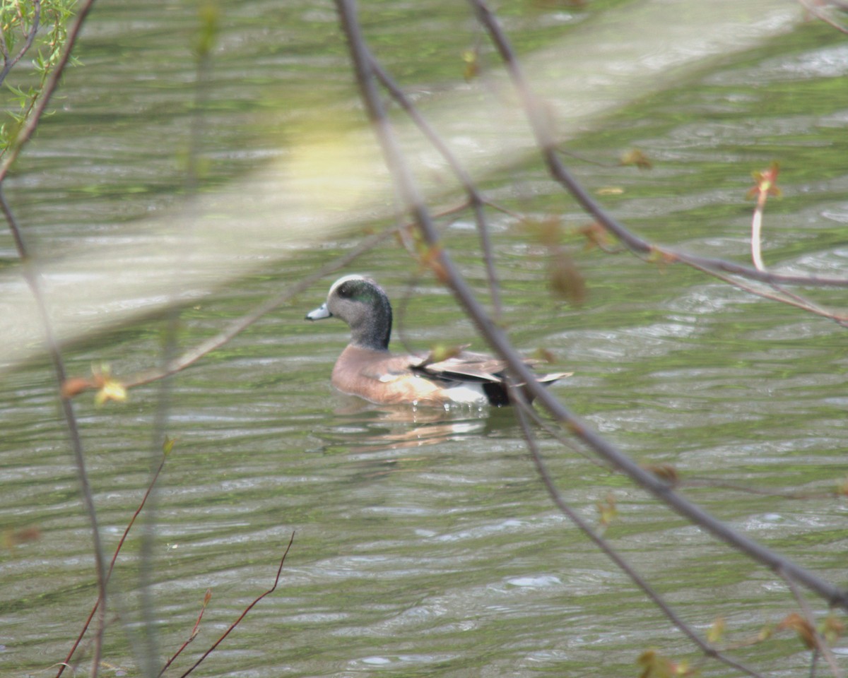 American Wigeon - Veronique Jean